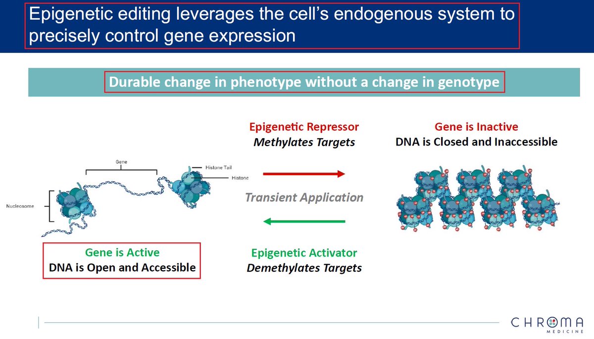 1/@chromamedicine has recently presented promising preclinical data which demonstrates the advantages of #EpiGeneticEditing over conventional #GeneEditing modalities - especially due to its ability to avoid #Chromosomal rearrangements. #BioTech #CRISPR #Genomics #ASGCT23
