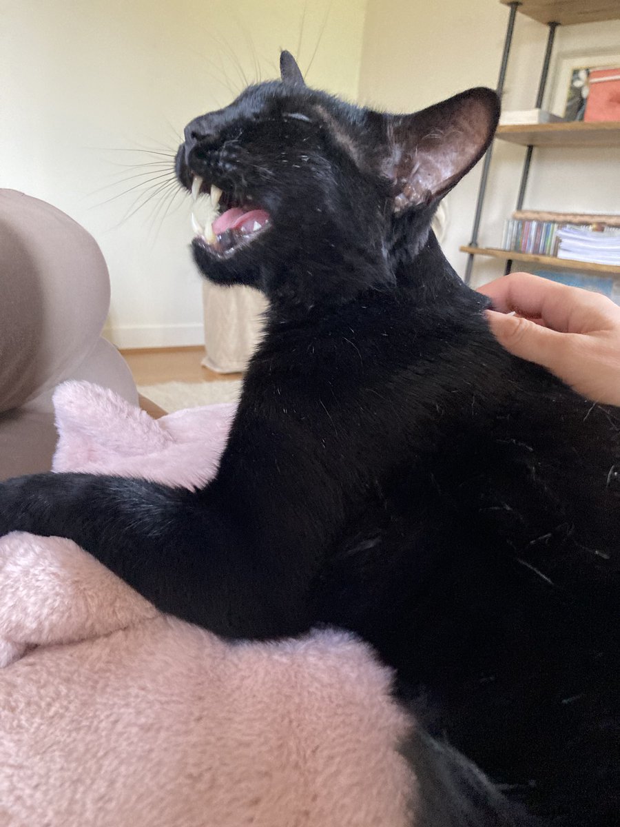 @RolfatWarwick is busy helping Claudia relax after a busy open day. Keep at it Rolfie! 🥰🐈‍⬛🐾🐾🐾 #RolfSaysRelax