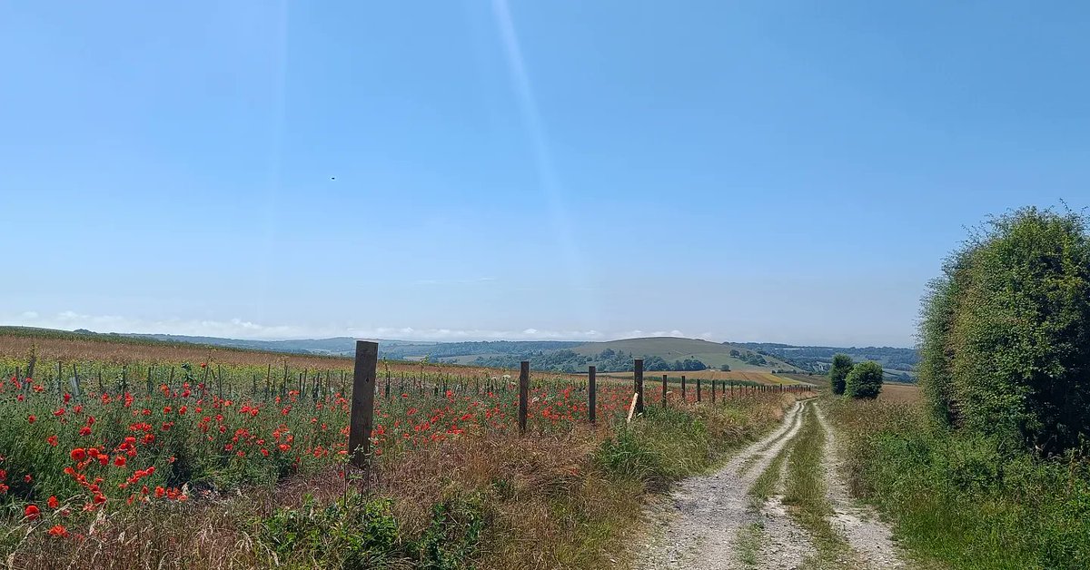 Beautiful South Downs walk ☀️ @sdnpa #KithurstHill