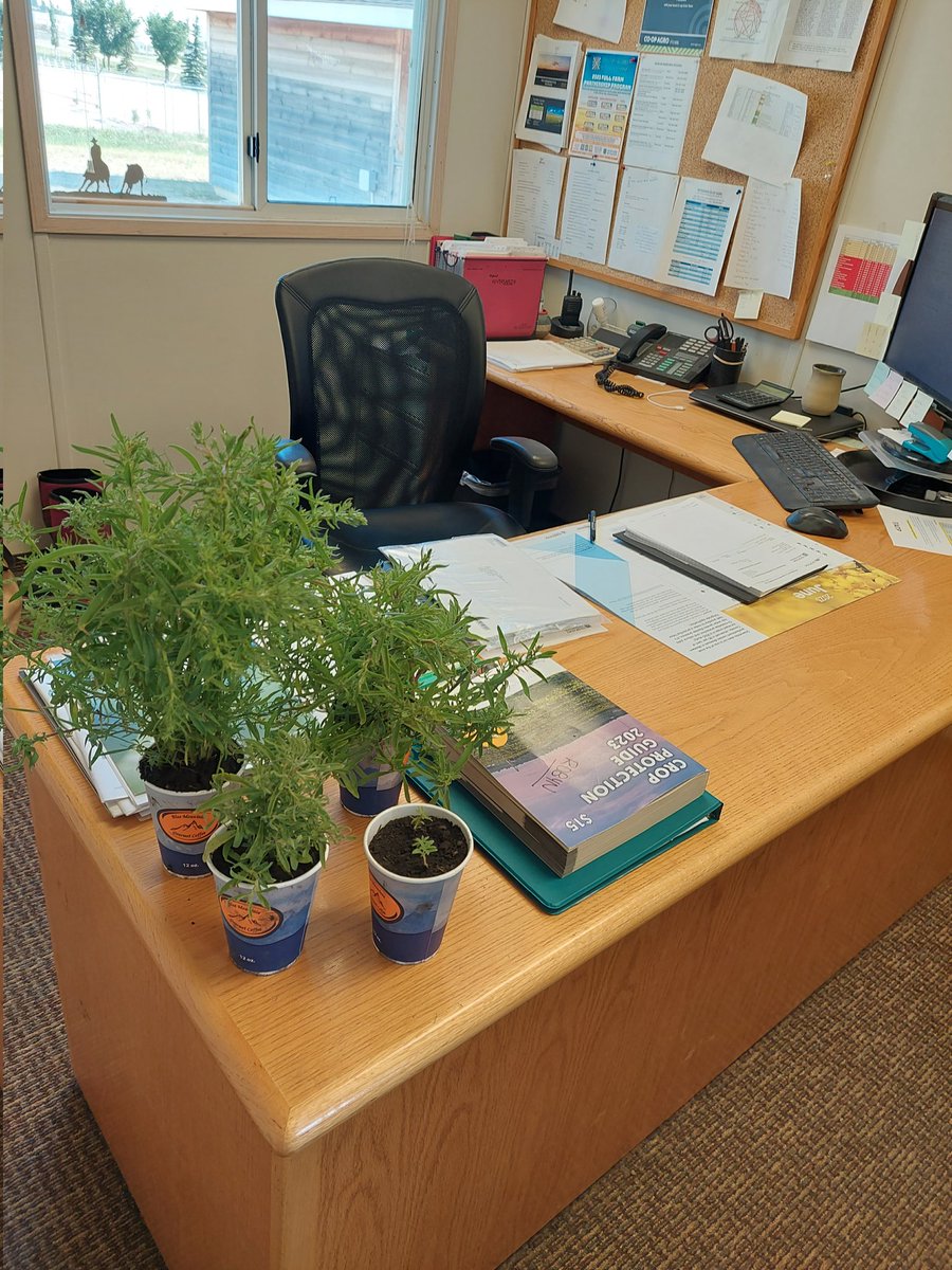 You may be an agronomist if your office features various potted stages of a new weed in your area, to help farmers learn to correctly identify it #scout23 #kochia @CoopAgroWetask @Coop_Ag