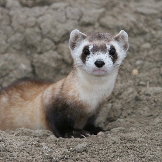 Dino - Black-Footed Ferret 

Black-footed ferrets are one of the most endangered mammals in North America and are the only ferret species native to the continent. Their recovery in the wild signifies the health of the grassland ecosystem which they depend on to survive.