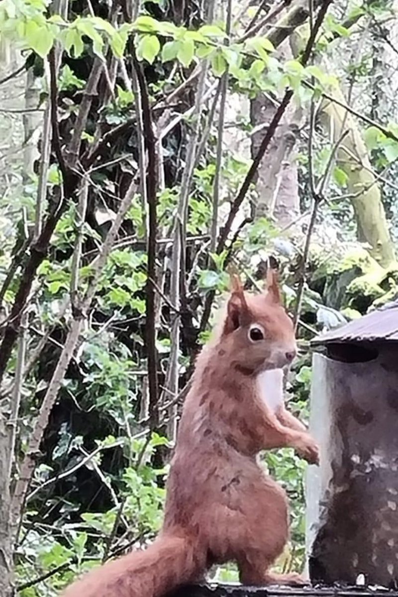 ACHUB PENRHOS / SAVE PENRHOS NATURE RESERVE 🍃💚🍃 tweet media