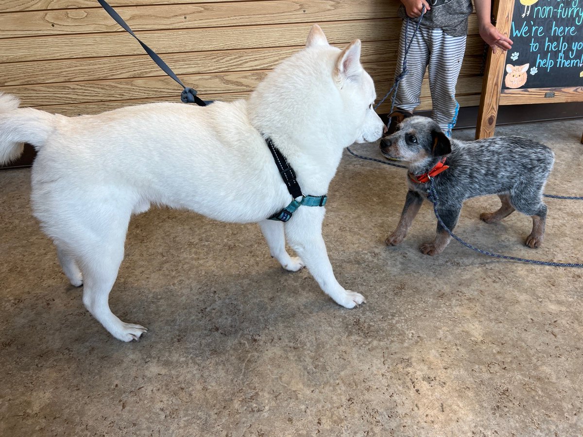 vaccination and initial exam for bodhi boy.  blue healer pup froend here 🐶 (@ Companion Animal Hospital (Santa Cruz) - @companionpetvet in Santa Cruz, CA) swarmapp.com/c/dobCrCj9nnp