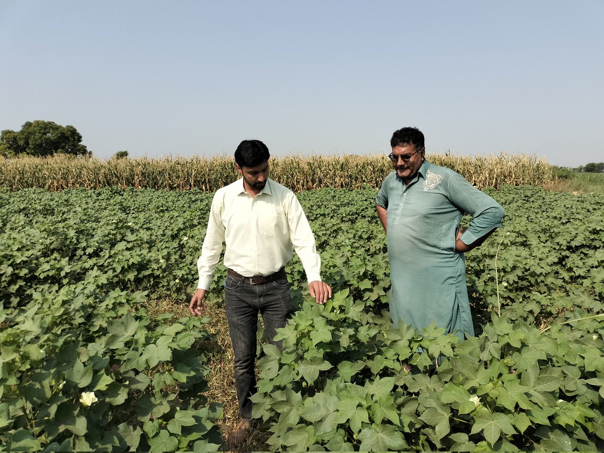 AgriExtJrw's tweet photo. Pest Scouting of Cotton crop by ADA &amp; AO (Ext.) Jaranwala at Chak No. 236 GB &amp; 24 GB dated 24.06.2023 https://t.co/CGeKCYw9wW