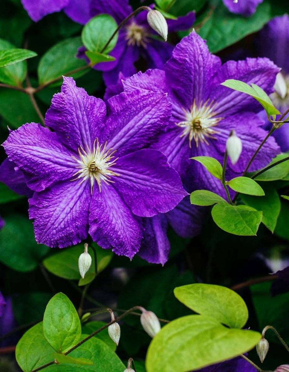 Purple clematis (Clematis viticella) is a species of flowering plant in the buttercup family Ranunculaceae, native to Europe. It was the first clematis imported into English gardens. 

#nature #plants #flowers #gardening #photography 

Wikipedia: en.wikipedia.org/wiki/Clematis_…
