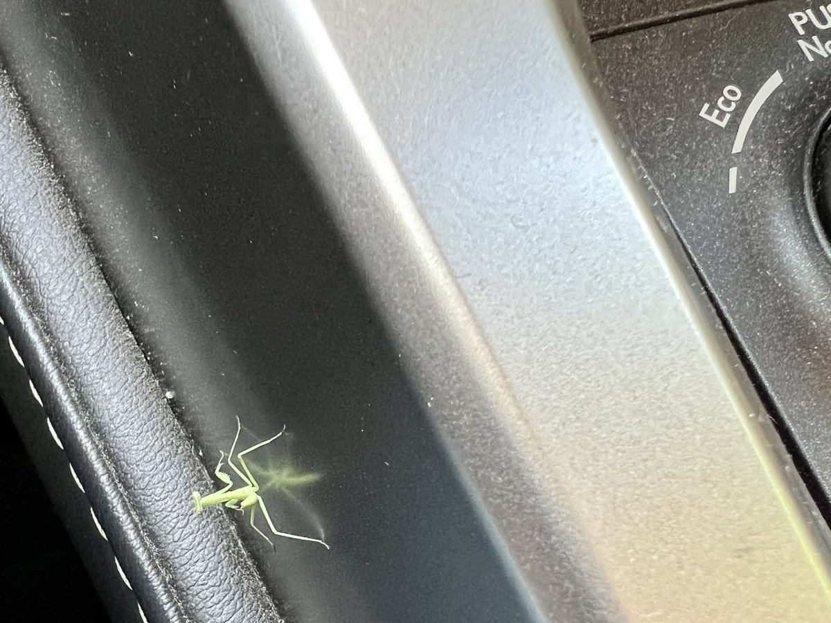 I’ve been worrying about not finding baby mantids in my yard this spring, but I guess I was looking in the wrong habitat - I just discovered this one in my car.