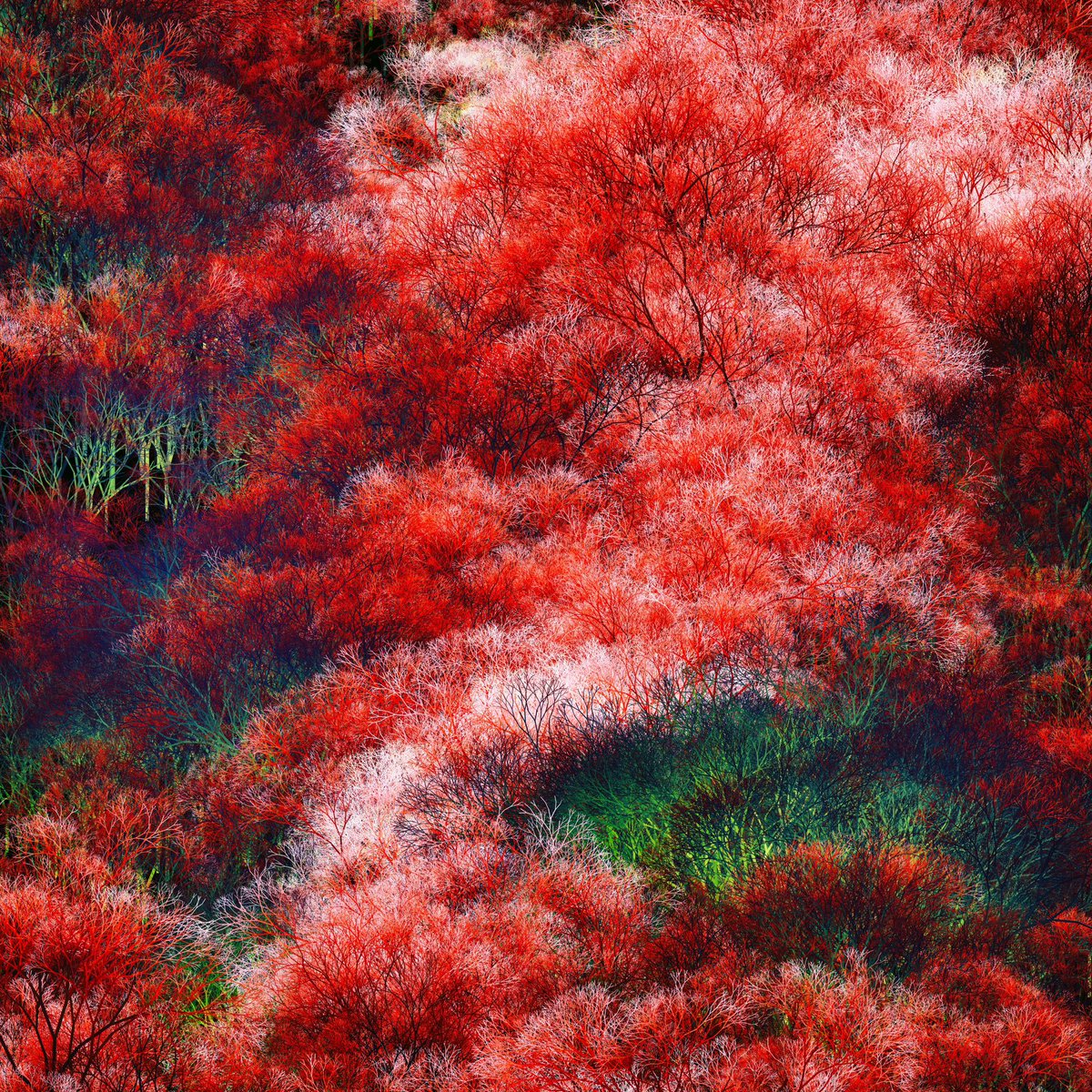 Appreciating my favorite generative red diptych by <a href="/manoloidee/">Manoloide</a> .

Mantel Rojo
Arbolito2

Even more meaningful to consider prior owners <a href="/artnome/">Artnome</a> and <a href="/showsupnaked/">137</a>  are some of the best collectors among us.
