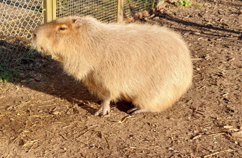Jour 22 #SALC2023. Le #capybara est le plus gros rongeur du monde. Il aboie en cas de danger.
Découvrez-le sur latfran.org/salc2023/
@francediplo @PhBastelica @WWFFrance @MAL_217 
@EmbaParFrancia
@AmbassadeArg 🇦🇷 @FranceenUruguay @EmbaVEFrancia @EmbajadaEcuFRA 🇪🇨
#biodiversité