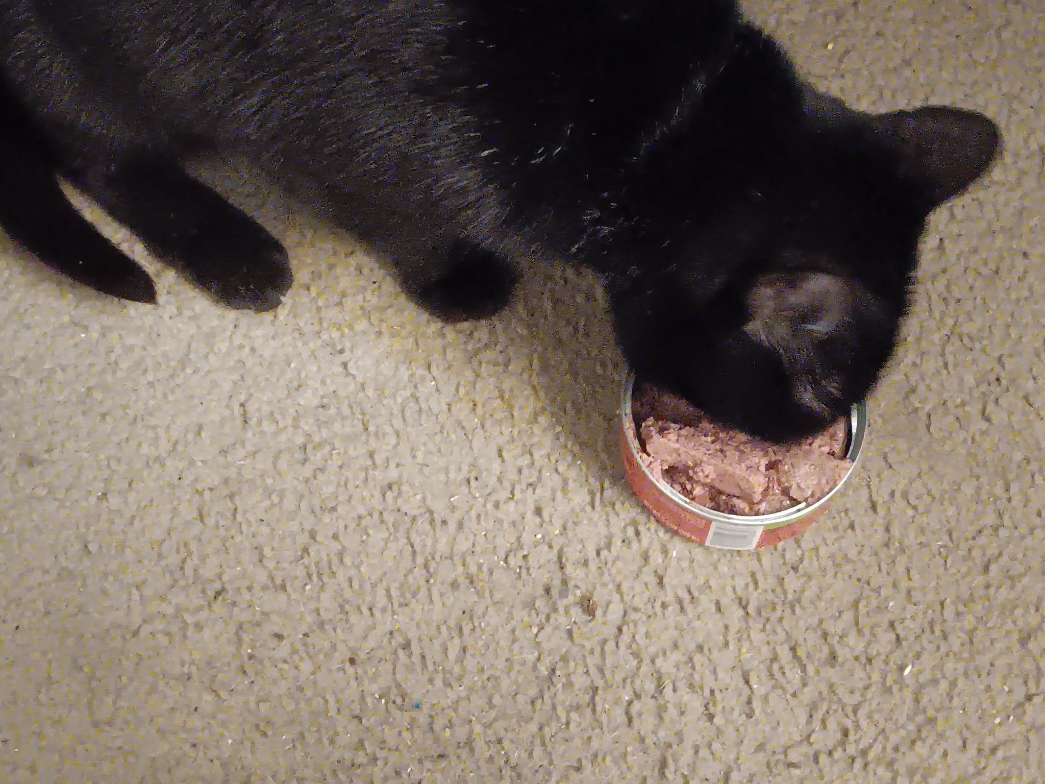 Food for toothless cat cheap