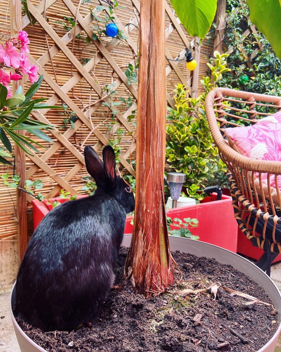 #JournéeMondialeContreLAbandon 

🐾 En France, toutes les 2 minutes, un animal est lâchement abandonné par son propriétaire.
Les animaux sont des êtres vivants sensibles qui méritent d'être aimés, respectés et surtout protégés ! 

🐾 Pour ma part, j'ai adopté 3 merveilleux