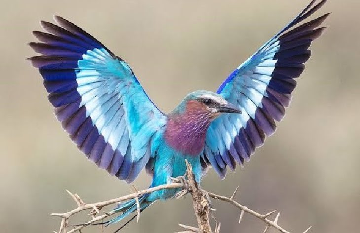 Lilac Breasted Roller - Kenya's national bird.

No,our national bird was never a Jogoo 😂