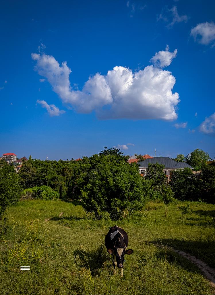 ajupixel's tweet photo. Let's have a Collection of pictures I shot with my #Googlepixel3axl #TeamPixel #lightroom
#eyo
#pichazasimu
01. https://t.co/Ea0K1FlWp2