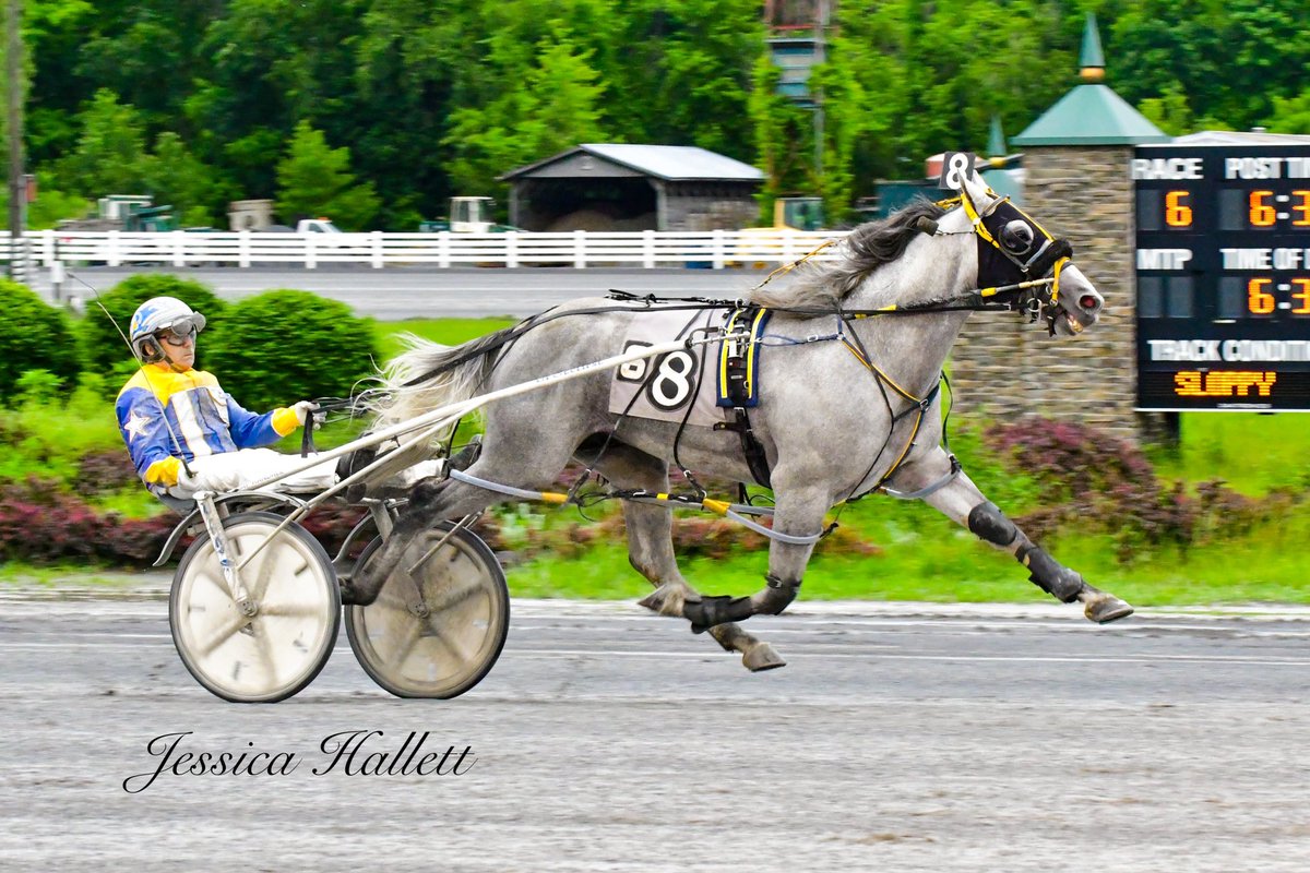 Jessica Hallett on Twitter "St Lads Sterling A fouryearold horse