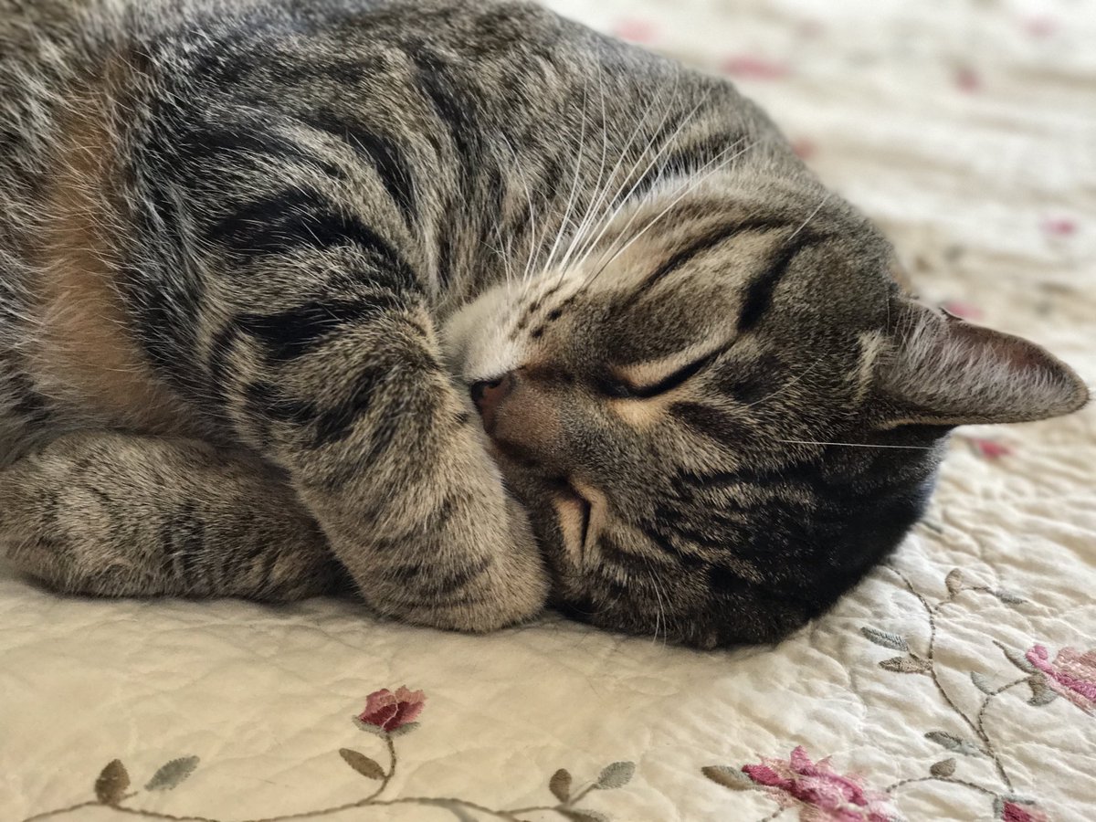 I love me a nap…

#Cats #Caturday