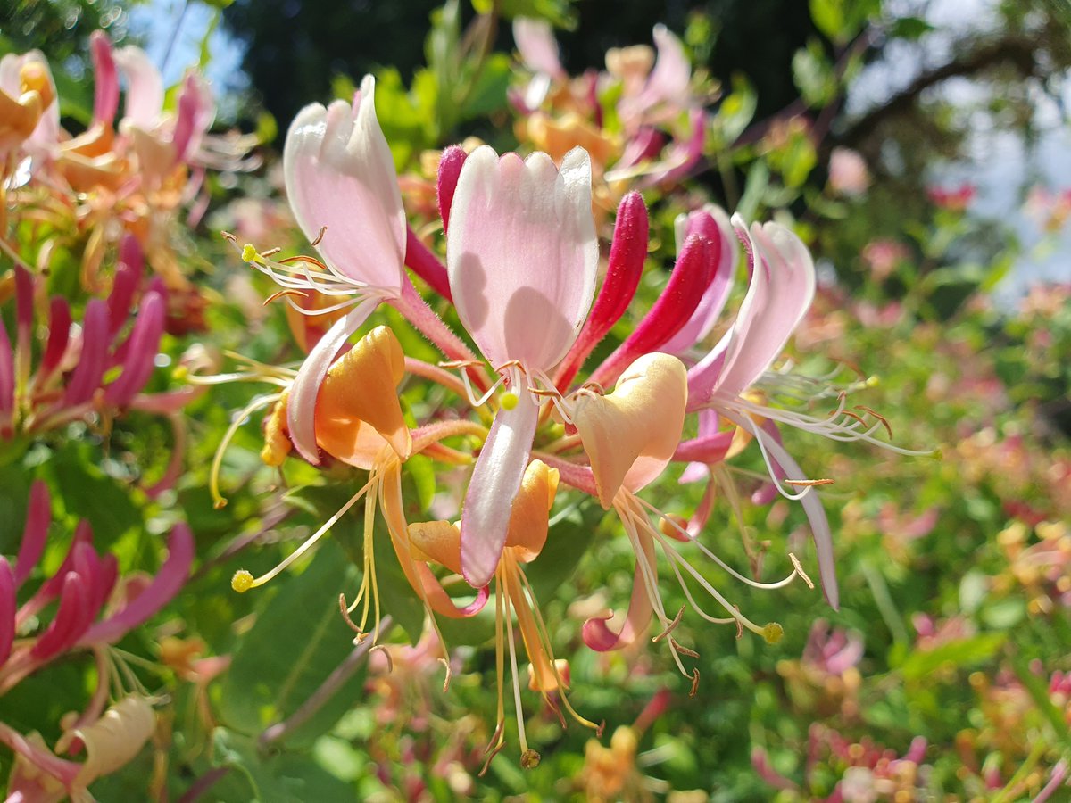 🌸🌿In #Folklore  if #honeysuckle grows around your doorway the #fairies will bring you good #luck & prevent bad #spirits  entering. Happy #Midsummer #MIDSOMMAR & #InternationalFairyDay 🧚🏼‍♀️🧚🏻‍♀️ to all the #Fairy #Flowers  folk enjoying a little #MidsummerMadness  💃🏼🌿🌸  🌞💃🏽