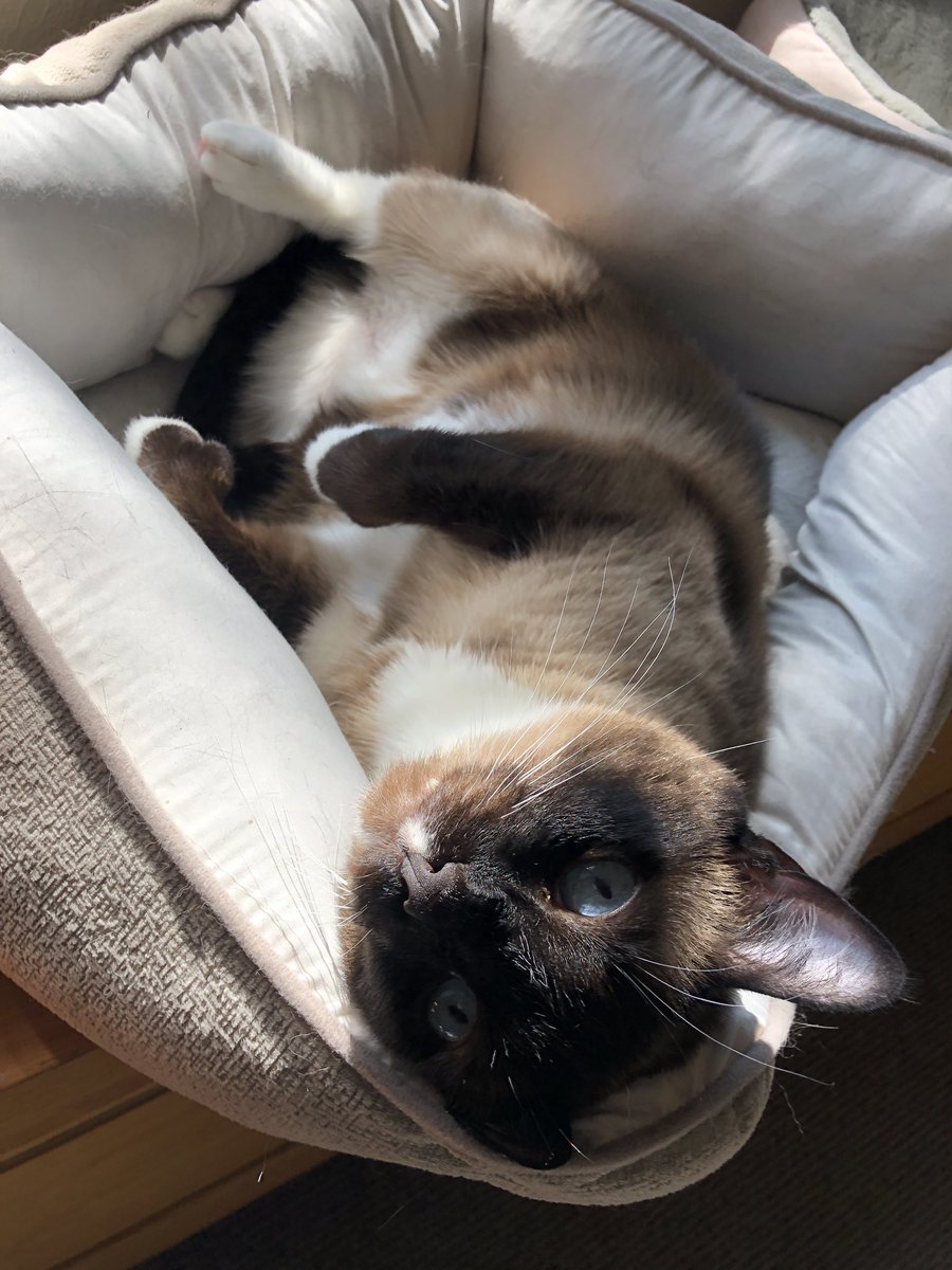 bcbull's tweet photo. As you were, Scotty. #Caturday #cats #catsofnpr #catsoftwitter https://t.co/pmsnpn0fA8