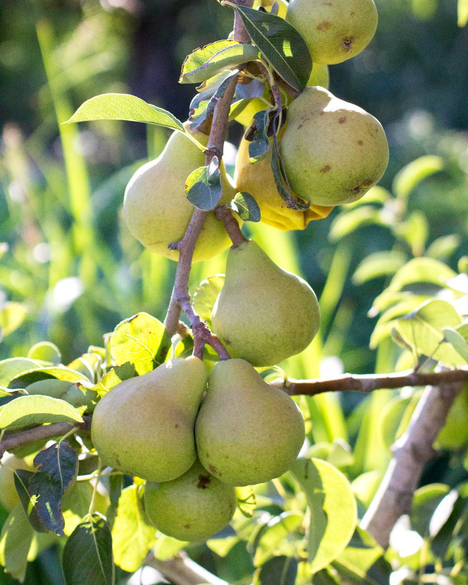 Cal_Pear's tweet photo. One of the things that makes a #CApears special is its natural ripening process. California pear growers pledge to never use ripening agents, such as 1-MCP, in order to grow the best fruit possible.
Learn more about California pear farmers' pledge: https://t.co/95GXETIlZ8 https://t.co/GSIn6l6iSY