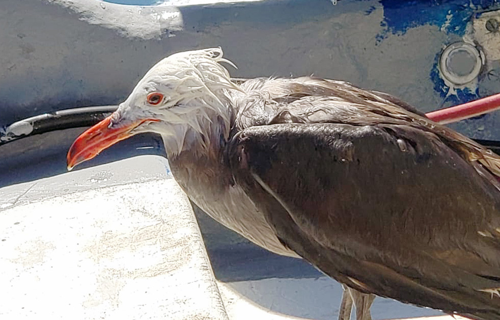 Our report: Soaked Heermann's Gulls face certain death at fish oil dumping near their nesting areas in Mexico's Gulf of California: Your voice for the birds needed now more than ever:  birdrescue.org/illegal-fish-o…

#SeabirderSaturday