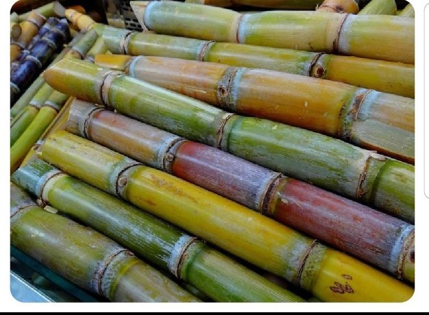 Tell me this: is #Sugarcane a fruit or a vegetable?