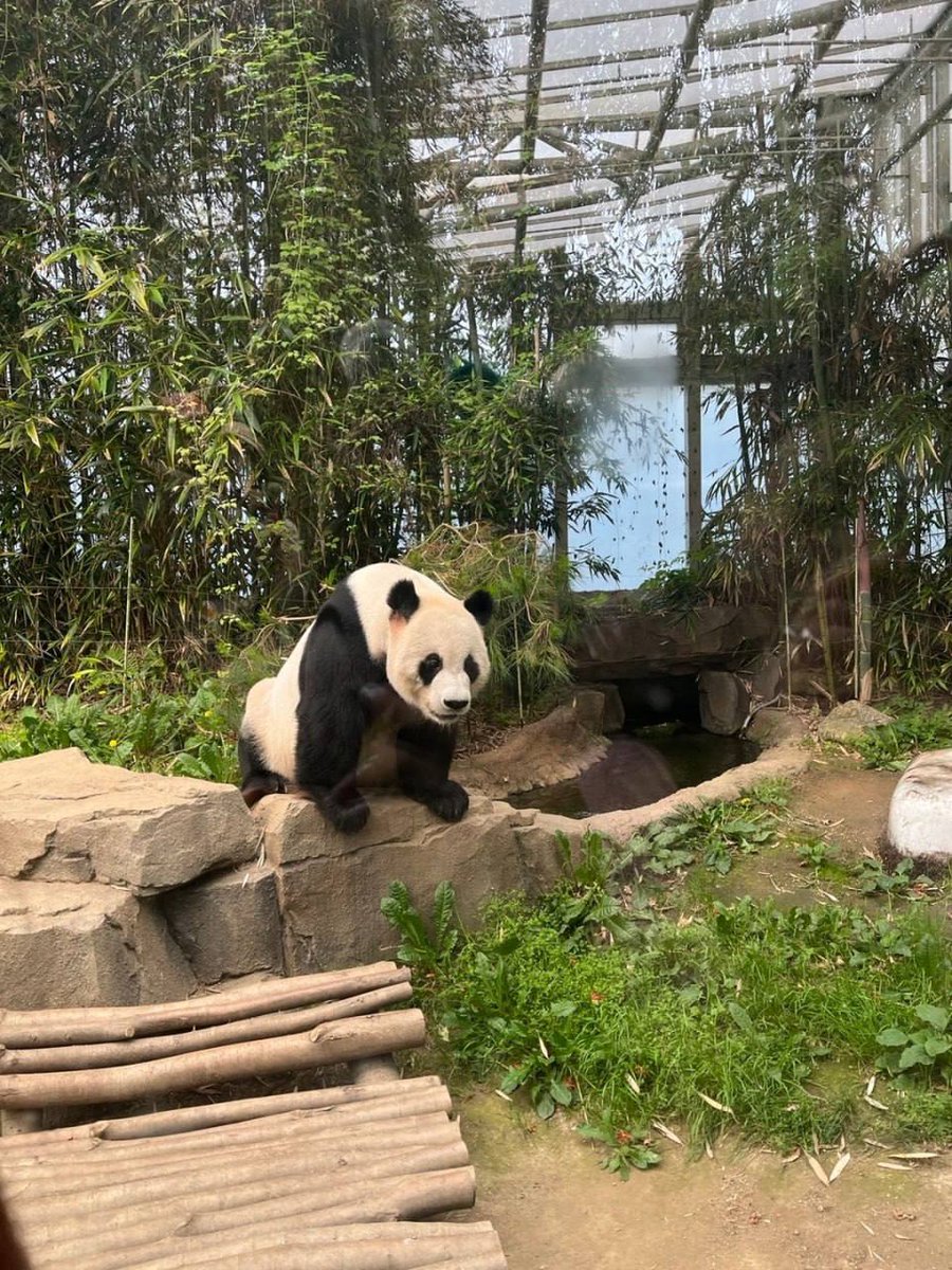 Gypsophila🤩 tweet media