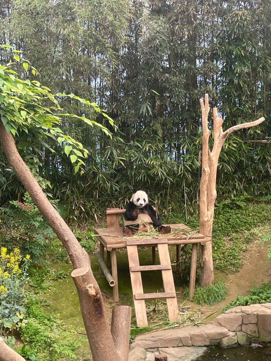 Gypsophila🤩 tweet media