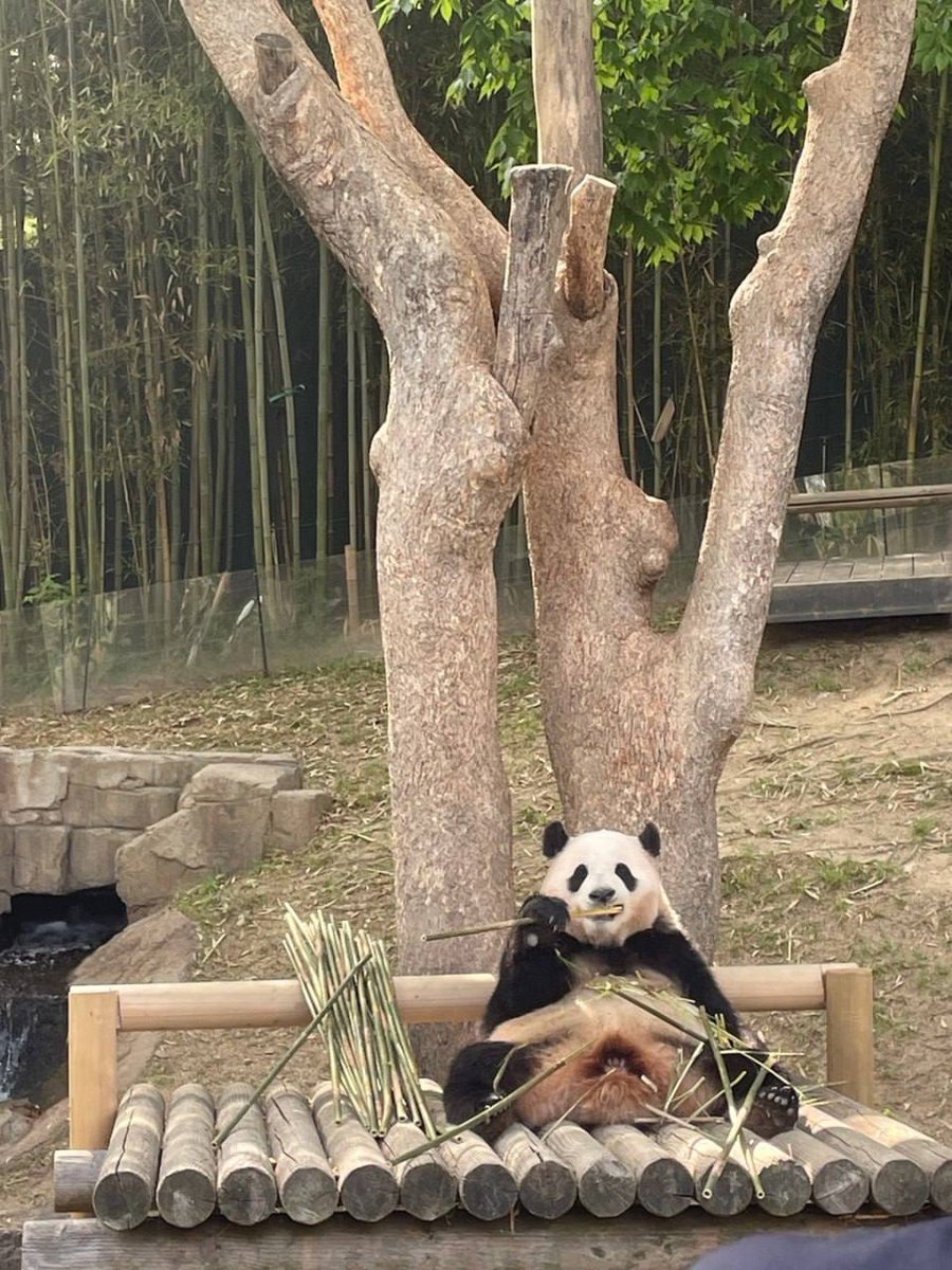 Gypsophila🤩 tweet media