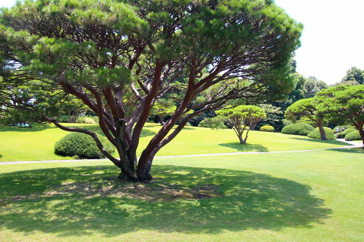 お日さまがキラキラと眩しい #かき氷 日和の日曜日🌤
今日おすすめするのは、日本庭園 #新宿御苑あのん の『かき氷抹茶』🍧
白玉と粒あん添えで和の美味しさがギュッとつまった一品です。
冷房の効いた店内はもちろん、美しい多行松の木陰で召し上がるのもいいですね。
#新宿御苑 #和スイーツ