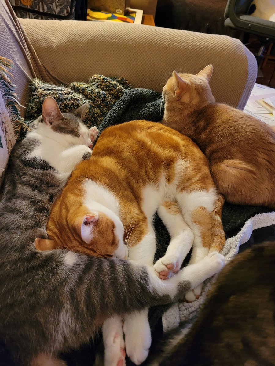 simonsmath's tweet photo. @come_for_t My fur babies make me happy. This is Phoenix (left), Toby (middle), and  Winifred (right). https://t.co/5FWKCGv4OA