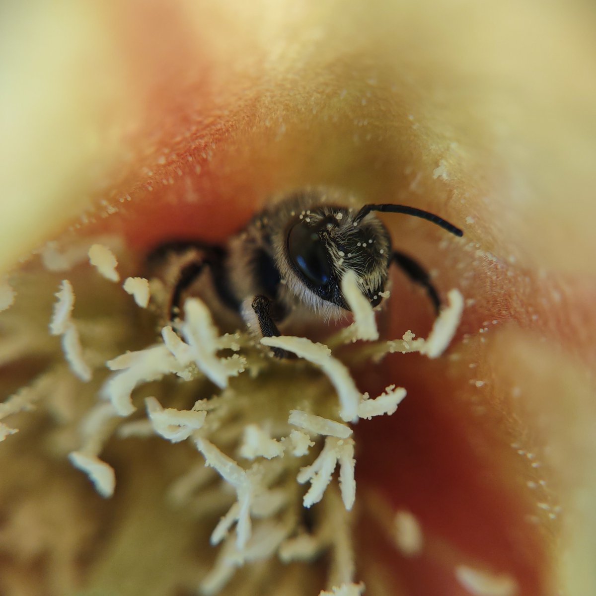 Thought this woodborer bee was dead, then it flew off after I took this picture