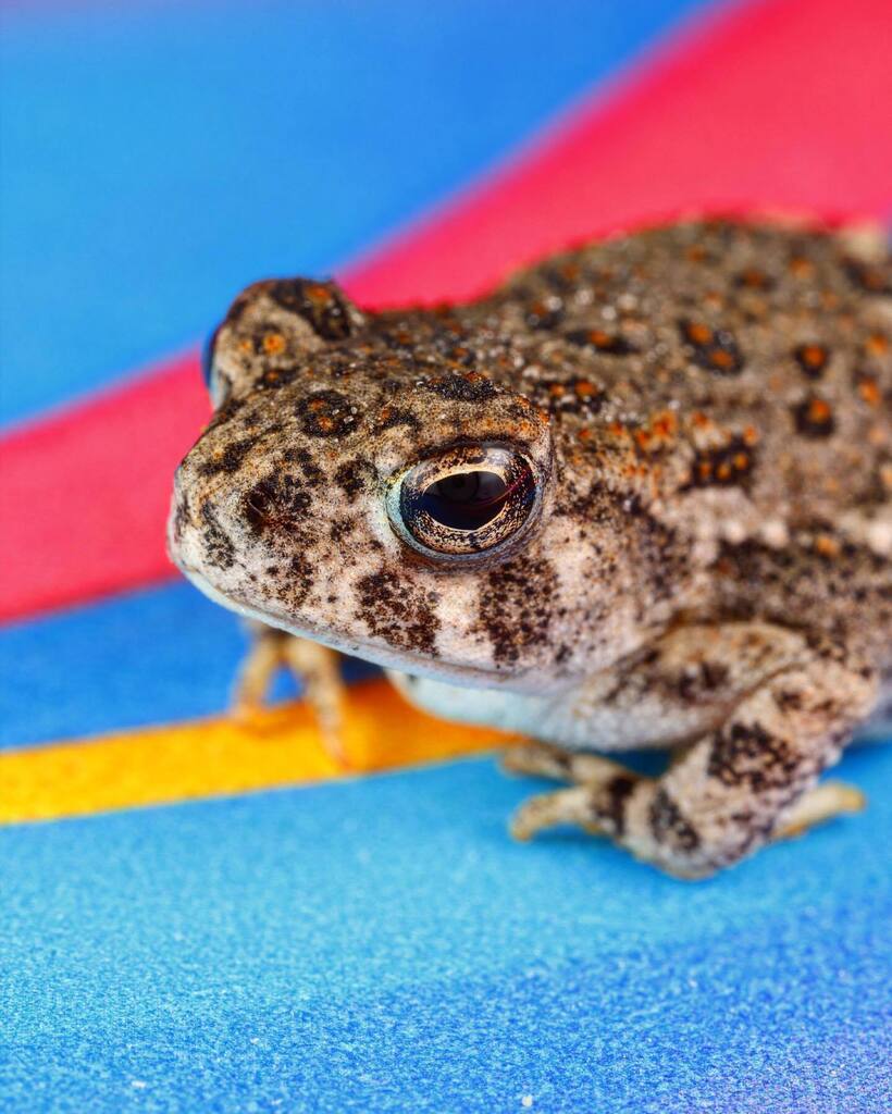 pocketmacro's tweet photo. Check out this adorable baby toad!! They are hopping all over the place and they’re smaller than the tip of my pinky 😯! #toad #babytoad #macrophotography #nebraskaland #negameandparks #teamcanon https://t.co/rd5zjenROI https://t.co/PoUiEaYLKr