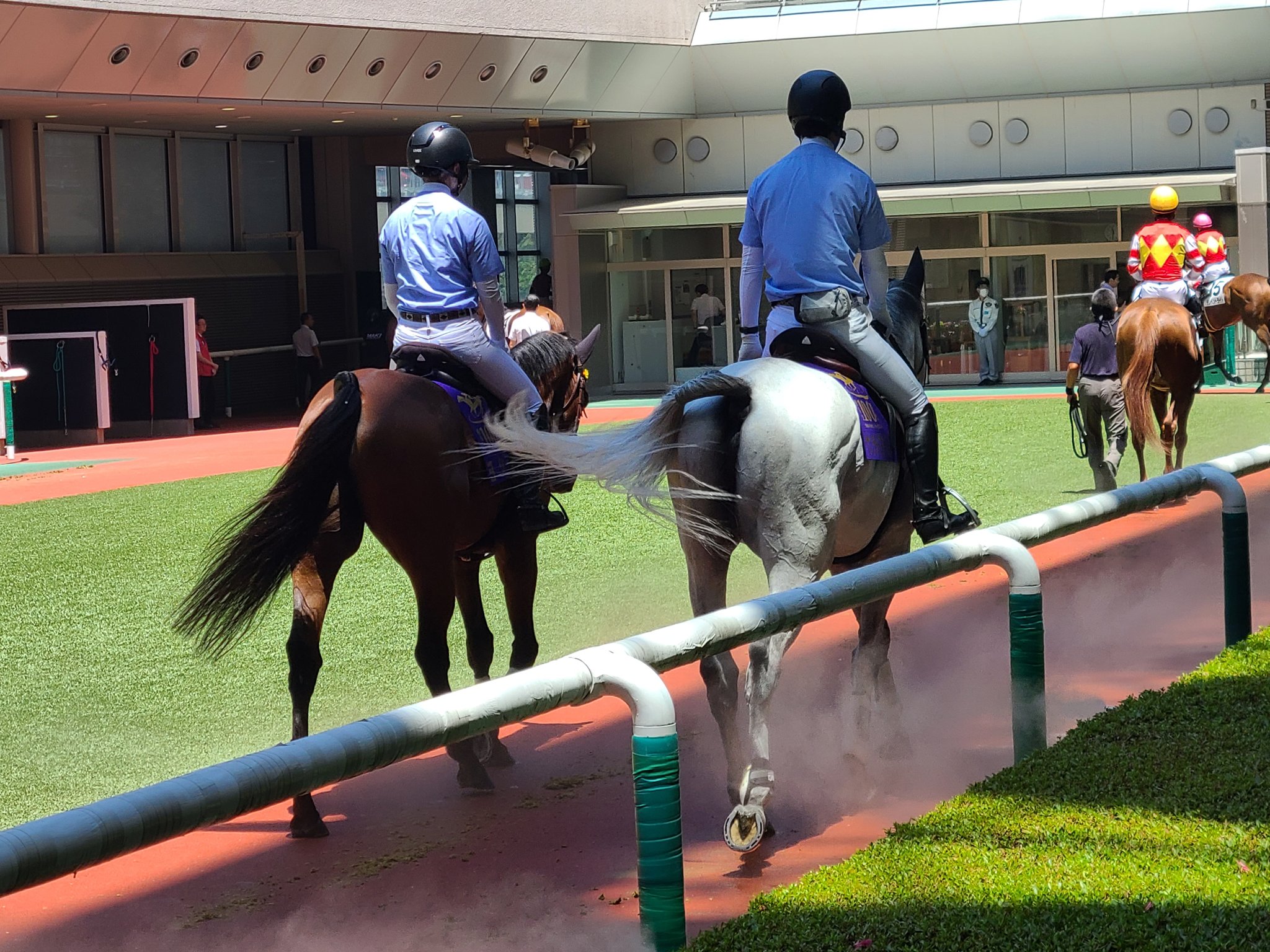 ヨシオ（福島競馬場誘導馬）デビュー戦現地馬券 密着#1】ヨシオは今、福島競馬場で誘導馬を目指してトレーニング