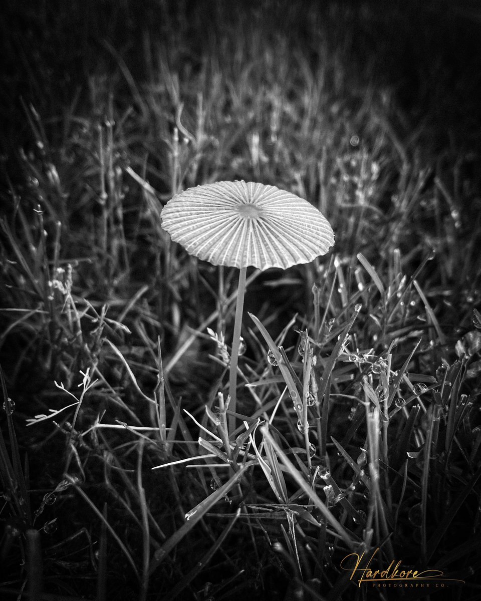Room without doors (2023)

A picture of a mushroom in grass.

#nature #mushroom #mushrooms #fungi #fungus #NaturePhotography #photographylovers #NatureIsBeautiful #naturelovers #mushroomlovers