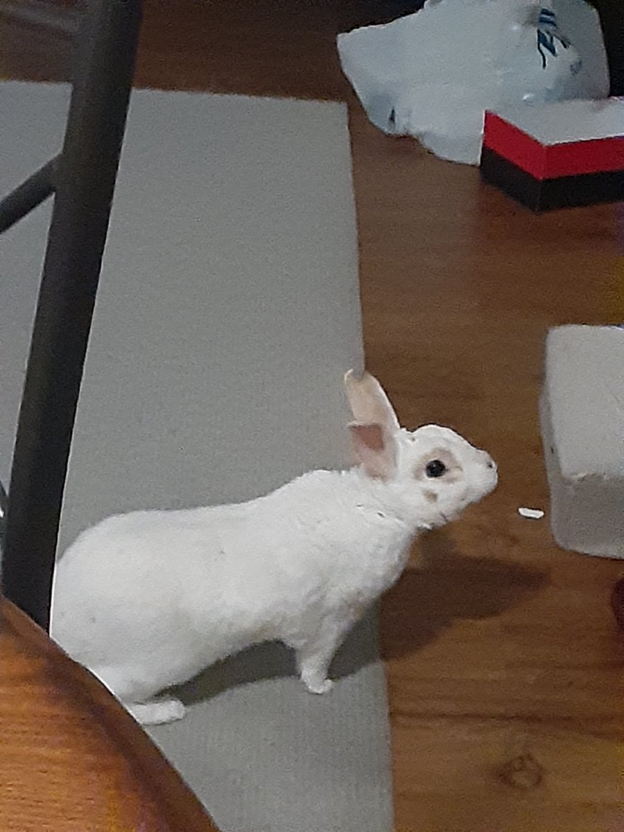 floorsharkmomma's tweet photo. Clover refuses to step on the lava to get his nightly treat! But he will stretch like a little giraffe! #sillybunny #CloverRex #bunnylove #rexbreed https://t.co/3txIvCKZjy