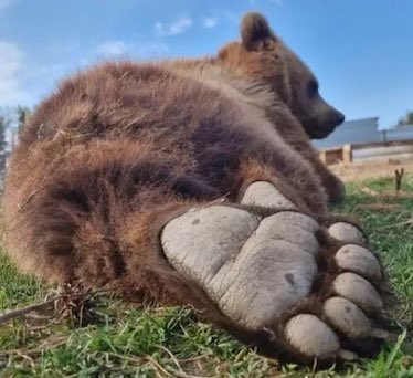 bearsbearsb's tweet photo. https://t.co/EnHs9YMZba