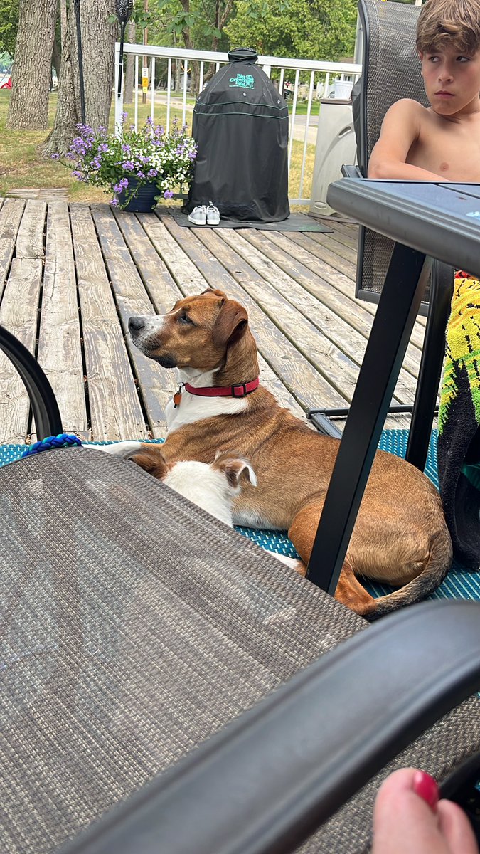 MarchandMolly's tweet photo. @MiMiHogan Fireworks start tonight at the cottage. Snickers and Ted and appropriately medicated. Ted channeling his inner “dazed and confused” look. https://t.co/8CK4P7E2he