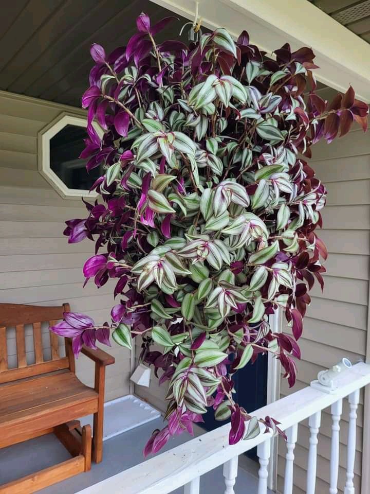 mk21dog's tweet photo. Got this beauty for Mother's day.  She's doubled in size and loving life on my porch.  But she's out of control and I'm nervous about winter.  I know she'll have to have a haircut but I think I need to repot.  How in the world would one repot this big girl? https://t.co/2XroXJbuKC