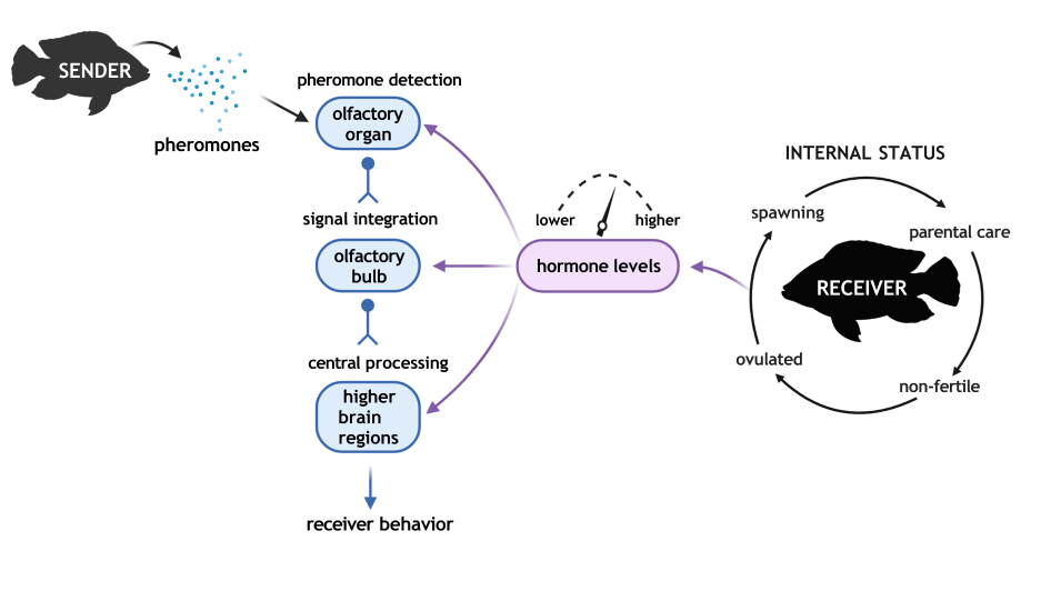 Cheng-Yu Li (@chengyu0921) on Twitter photo Our review paper on pheromone sensation is officially online! Glad to be part of this work with JessicaBowers <a href="/ColtanParker/">Coltan G. Parker</a> MollyWestbrook <a href="/ScottJuntti/">Scott Juntti</a>.
<a href="/ICB_journal/">ICBJournal@sicb.org</a> <a href="/umdbiosci/">UMD Biological Sciences</a>
Pheromone Perception in Fish: Mechanisms and Modulation by Internal Status …oup-com.proxy-um.researchport.umd.edu/icb/article-ab… Our review paper on pheromone sensation is officially online! Glad to be part of this work with JessicaBowers <a href="/ColtanParker/">Coltan G. Parker</a> MollyWestbrook <a href="/ScottJuntti/">Scott Juntti</a>.
<a href="/ICB_journal/">ICBJournal@sicb.org</a> <a href="/umdbiosci/">UMD Biological Sciences</a>
Pheromone Perception in Fish: Mechanisms and Modulation by Internal Status …oup-com.proxy-um.researchport.umd.edu/icb/article-ab…