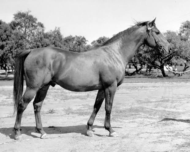 HORSERACING1002's tweet photo. BOLD VENTURE 🇺🇸1933
(ST. GERMANS - POSSIBLE BY ULTIMUS)
#BoldVenture
B/O Morton I. Schwartz (Ky) 1933
T/ Max Hirsch
YERSAL $7,100
PRISAL $40,000
11-6-2-0---$68,300
Kentucky Derby, Preakness S.
Stood at Mereworth Farm, Mare's Nest Farm, King Ranch. https://t.co/wDJ3MvDBBq