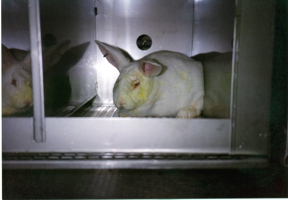 PETAUK's tweet image. Imagine only knowing a cold, lonely metal cage and endless suffering 💔

#EndAnimalTesting 🐇