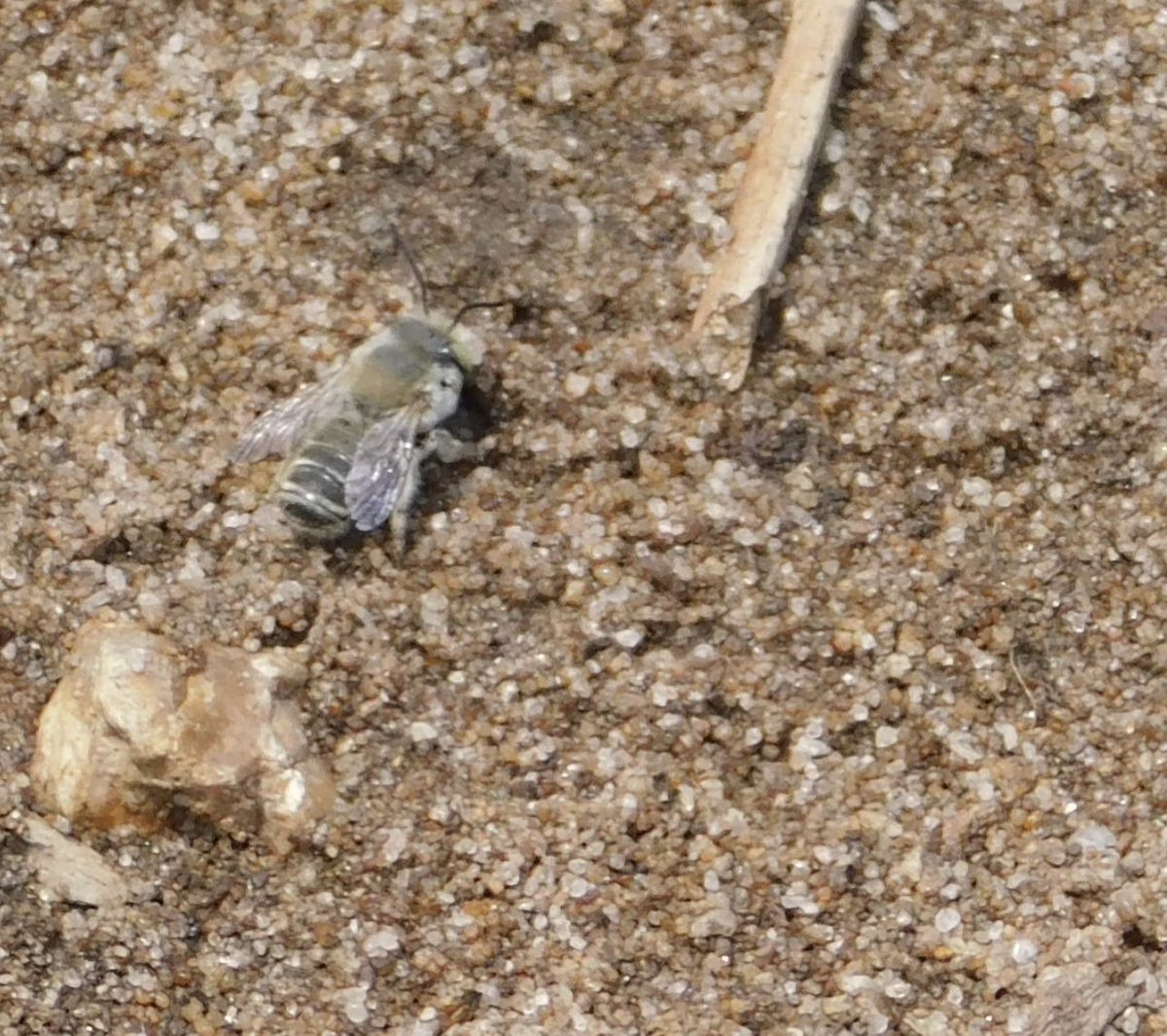 AWPRCO's tweet photo. If you know any bee nerds, send them this way. Stumped on this #beeid in Norfolk, England.
*waiting to be told itโs not a bee ๐คฃ
#bee #insect #insectid #bees https://t.co/MtwEXzMVe6