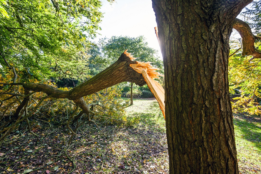 QVLandscaping's tweet photo. Get storm debris cleaned up in #stlouis after the storm! We're seeing lots of trees down in Clayton, Creve Coeur, and CWE. #stlwx  - https://t.co/SGWVvDyQCz https://t.co/XhbdZKIzZK