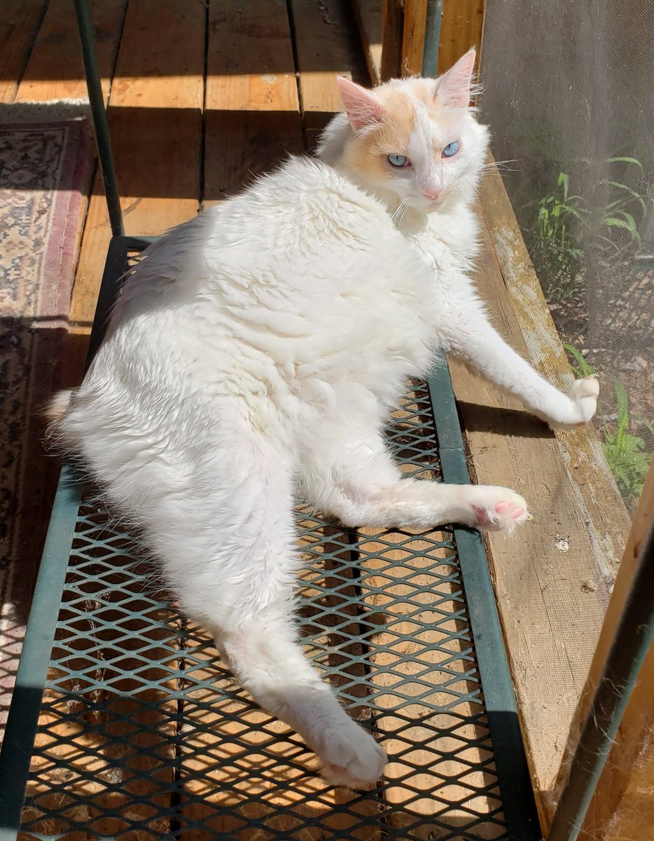 Happy Caturday!  Today is Sunny's Birthday! He spent it sunning on the catio!