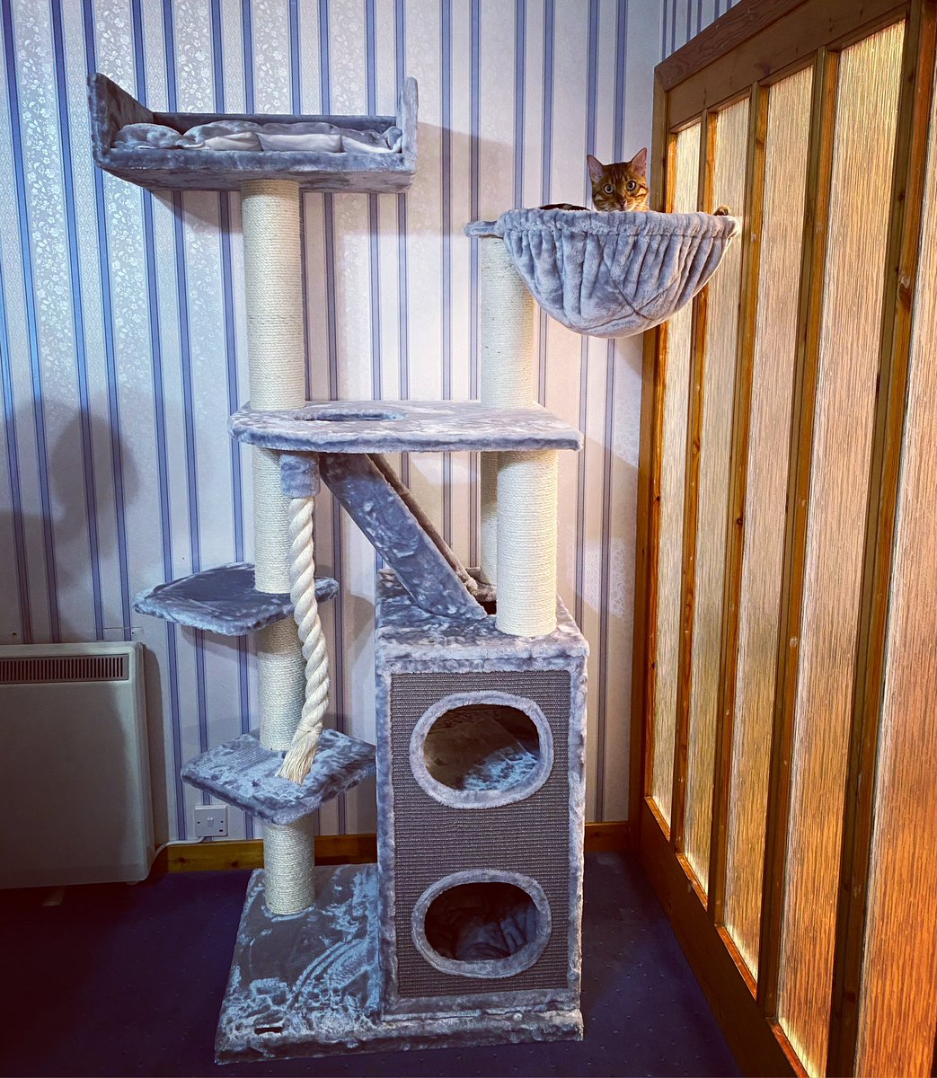 throughcatslens's tweet photo. @weskrantz I upgraded Freddie’s a couple of years ago and after the initial upset about it getting taken down, the new one was a total winner! Round hammock vey much the perch of choice 😍 https://t.co/JEkqEGyg4O