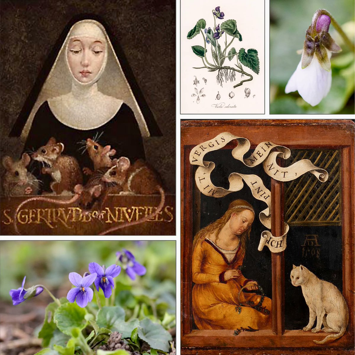 VenetiaJane's Garden tweet media