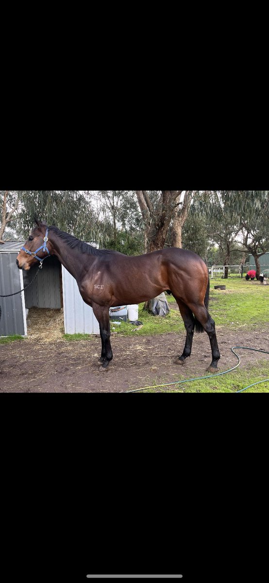 nadene wertz tweet media