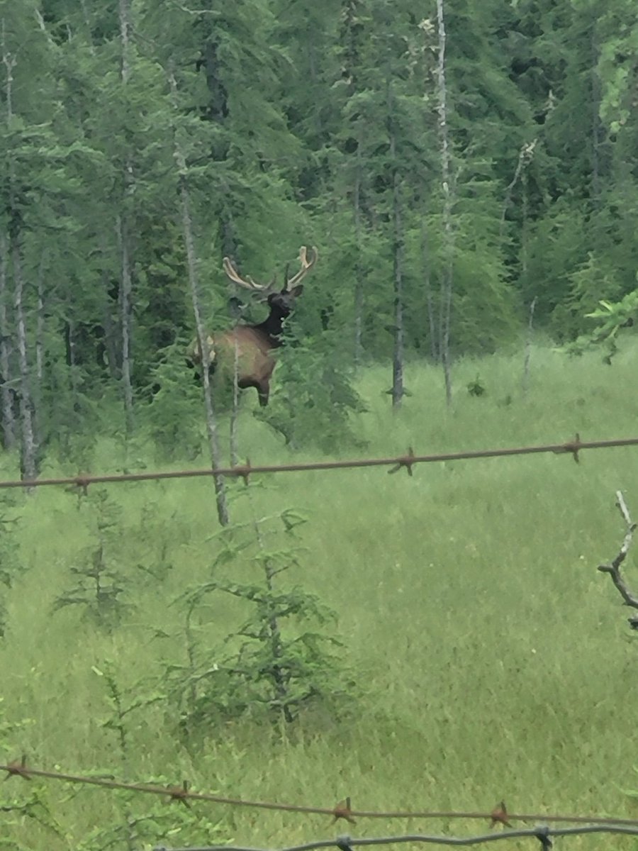 So this elk is trapped on an old retired elk farm south of us... but the fences save him from being poached... so... its still a win

Gorgeous bull elk