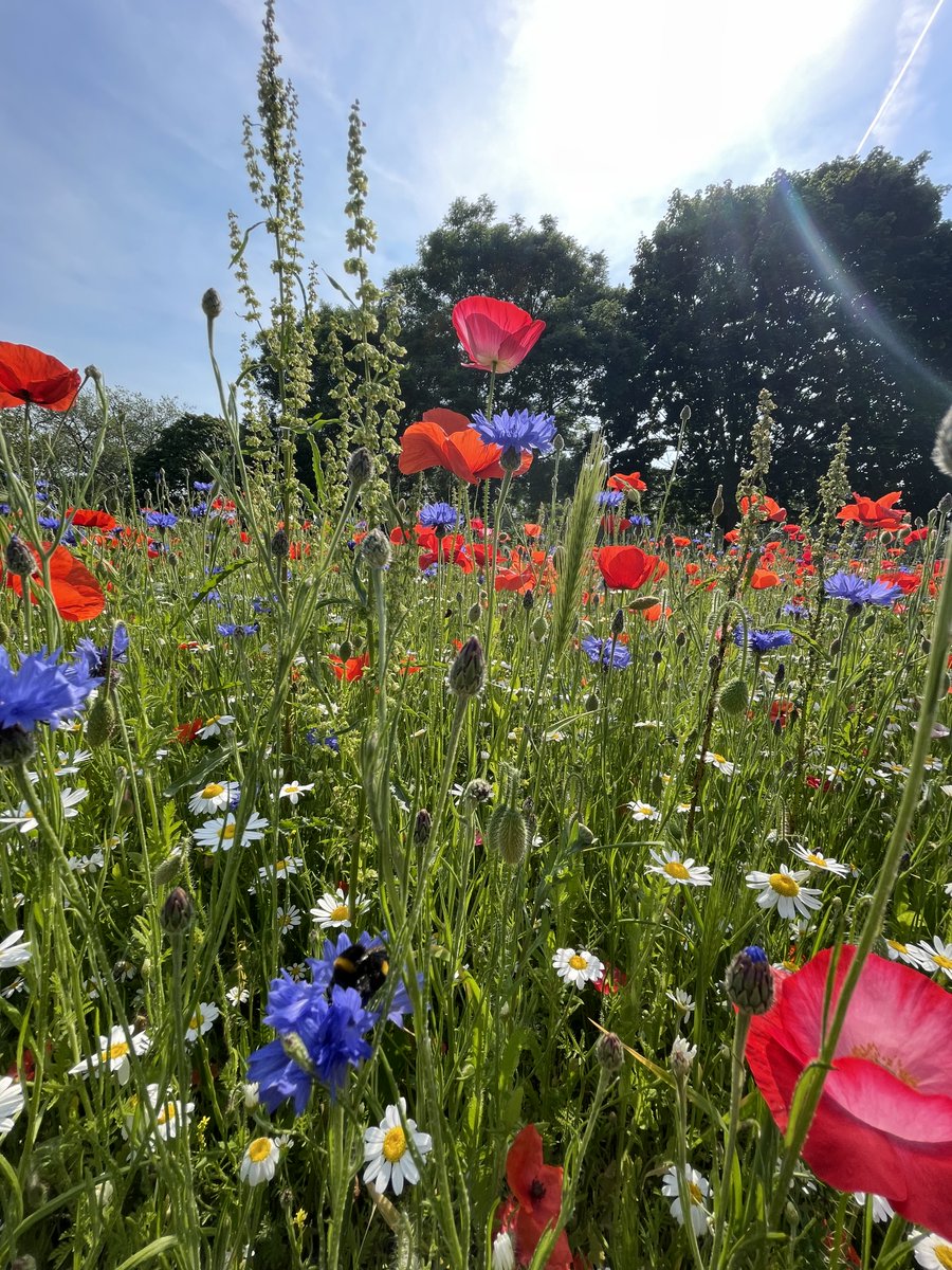 Thank you @hackneycouncil  for nurturing nature and the  #beautiful #WildFlower #meadows full of #bees and other #insects on #hackneydowns #poppies #cornflowers #daisys and much more.