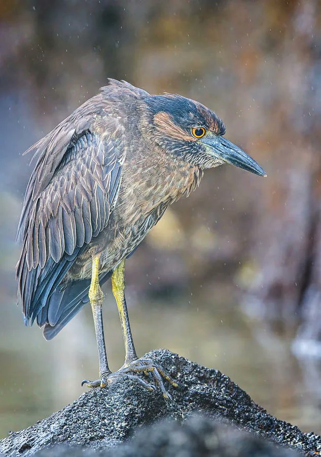 joancarroll's tweet photo. Galapagos Lava Heron! https://t.co/IN72RVF3wY #galapagos #heron #lavaheron #genovesa #birds #wildlife #wildlifephotography @joancarroll https://t.co/sdM1HA8fyY