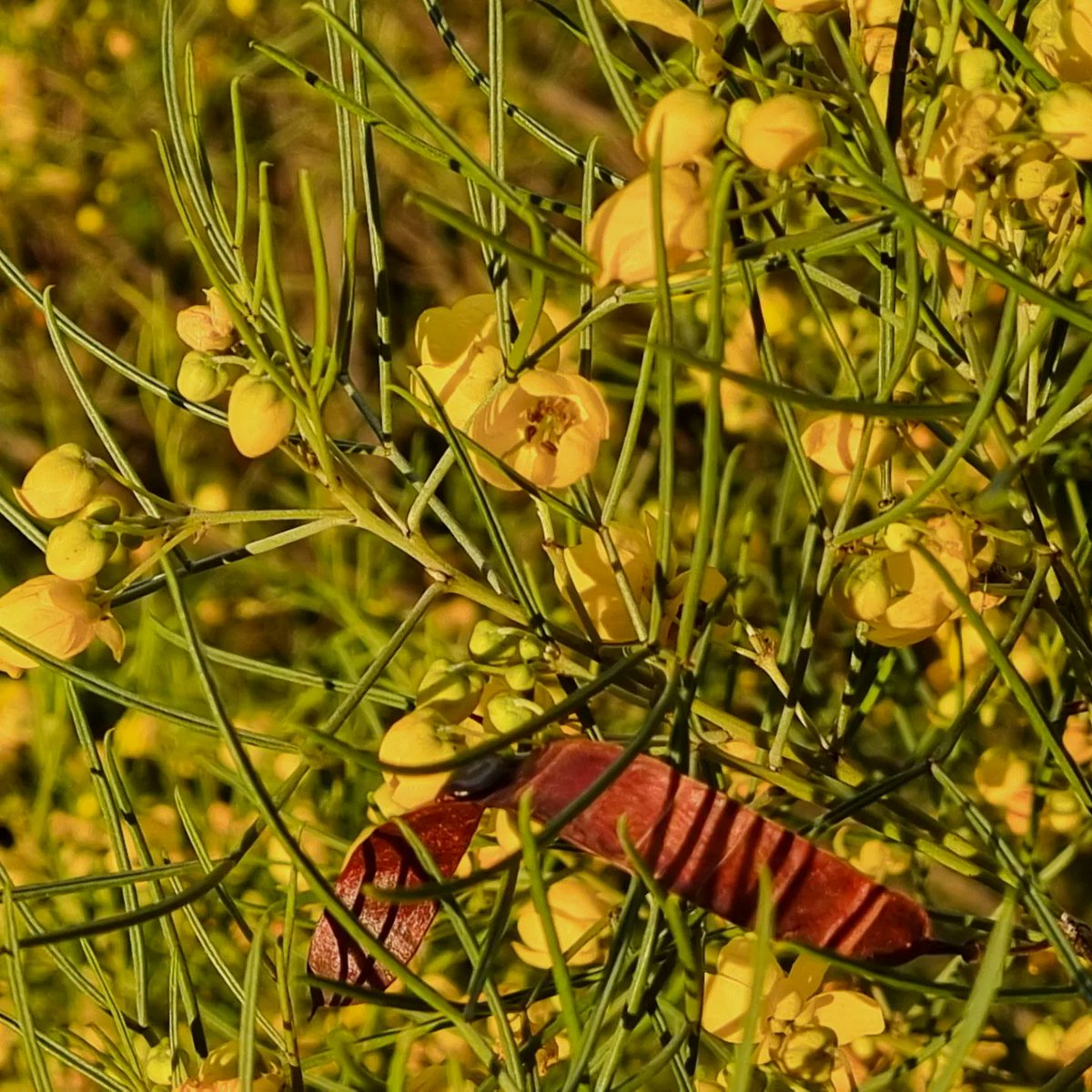 Jane Canaway tweet media