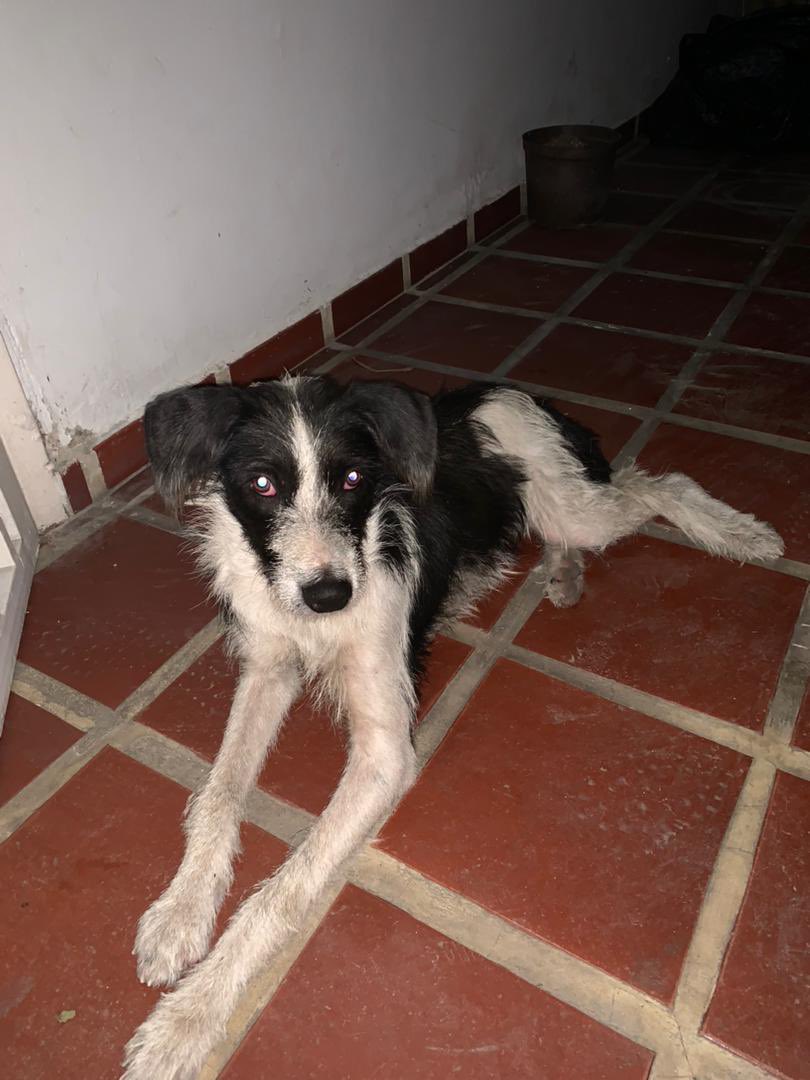 Apoyando con difusión Este perrito aprecio en Las Acacias, Maracay. Está resguardado pero por poco tiempo. +58 414-2978179 El número no es de quien lo está resguardando . Ayuden a compartir por si está extraviado y su familia lo está buscando